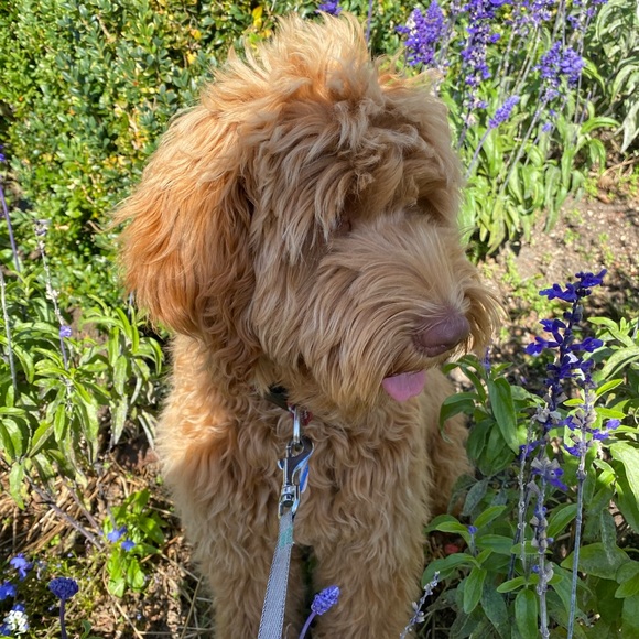 Meet your Posher, Lanee. 🌞

🐶🐾Sorry but My pup is NOT available 🤣She’s our kid - Picture 14 of 17